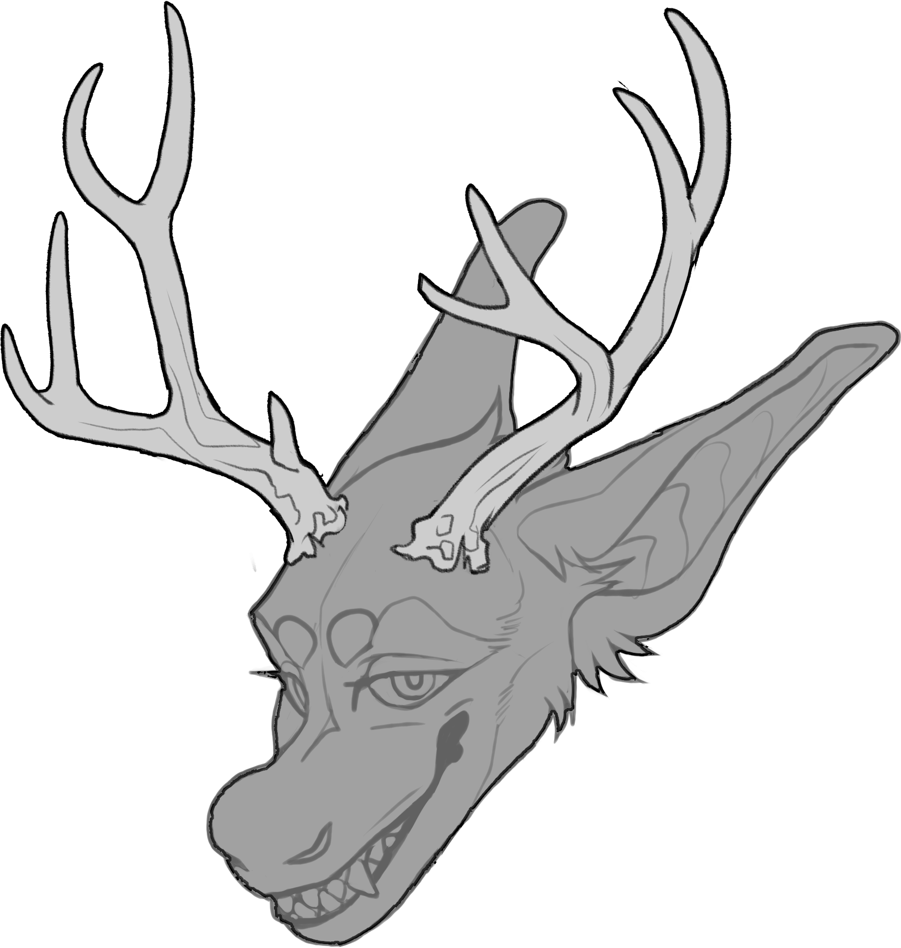Mule Deer — Horn Shape