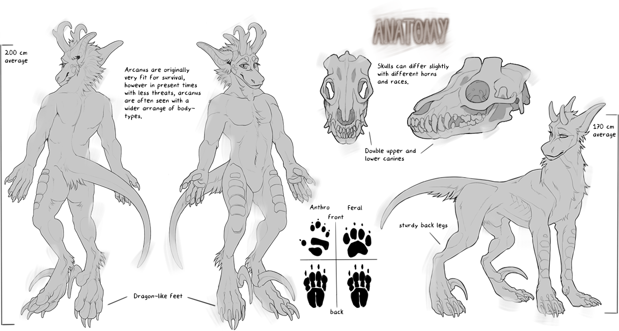 Anatomy plate — anthro and feral silhouettes, skull views, paw prints, and proportion notes